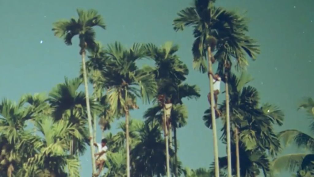 Goan coconut toddy tappers